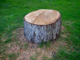 Best Tree Removal  in Carlsbad, NM