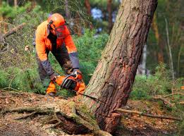 Best Tree and Shrub Care  in Carlsbad, NM