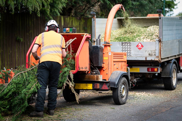 Best Fruit Tree Pruning  in Carlsbad, NM