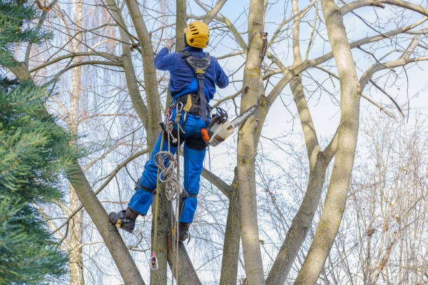 Best Tree Mulching  in Carlsbad, NM