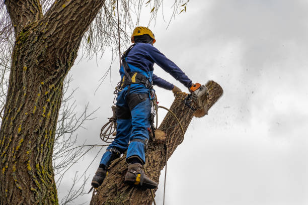 Best Stump Grinding and Removal  in Carlsbad, NM